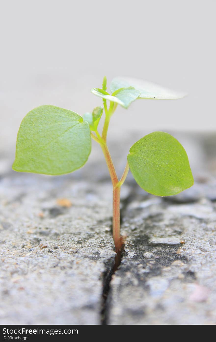 The Brick Plant.