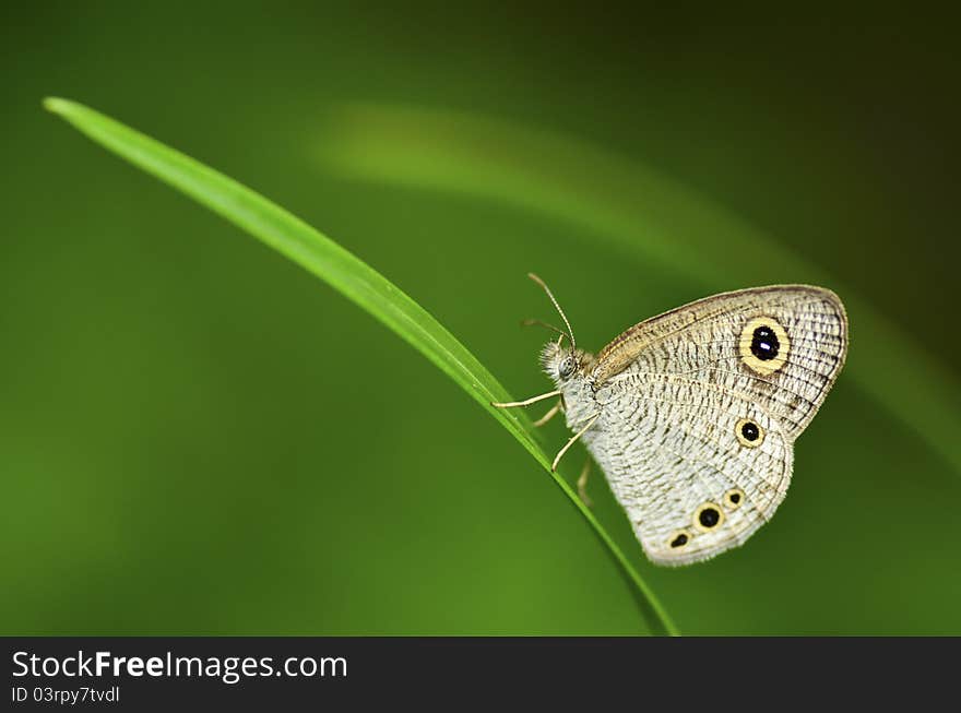 Ypthima butterfly on green leaf