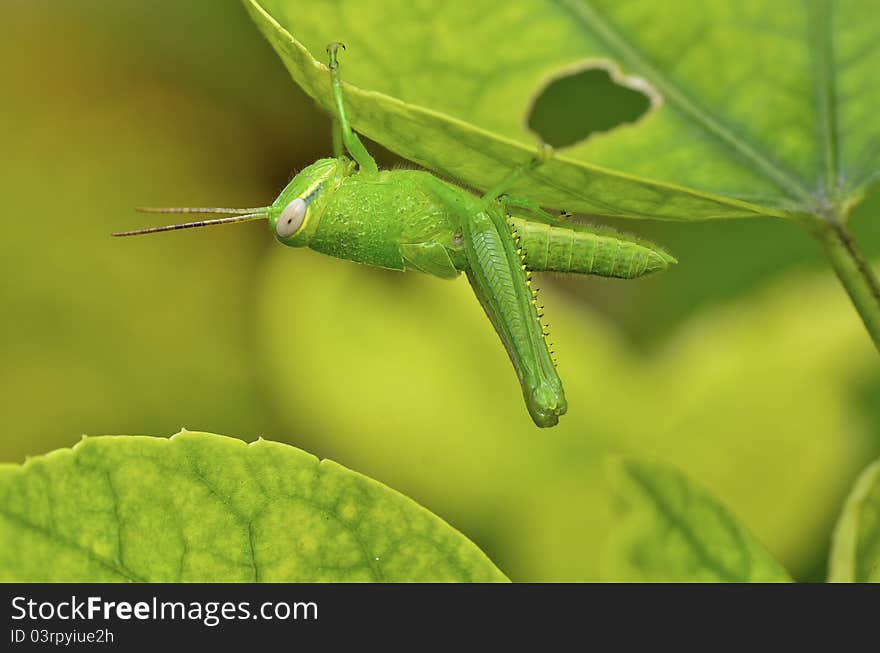 Grasshopper under the hibiscus leaf