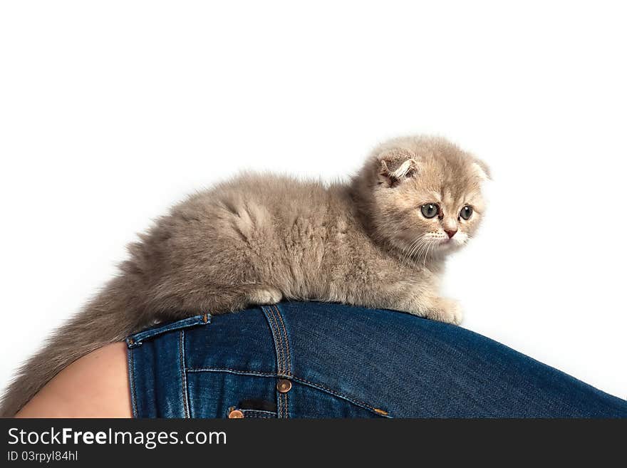 Kitten closeup on white background