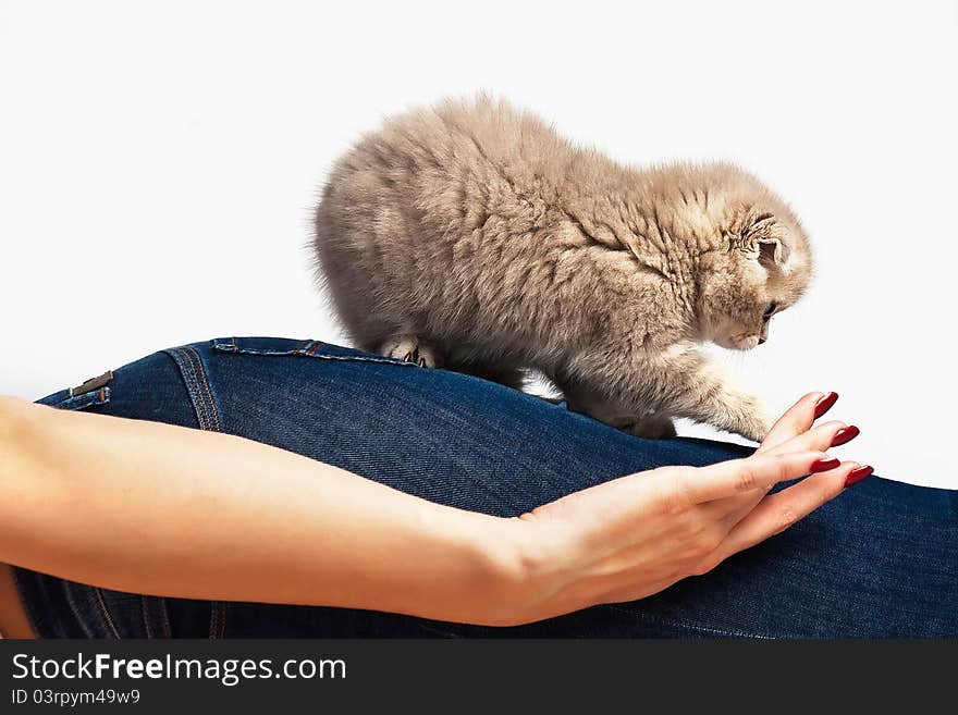 Fluffy kitten on a woman s thigh