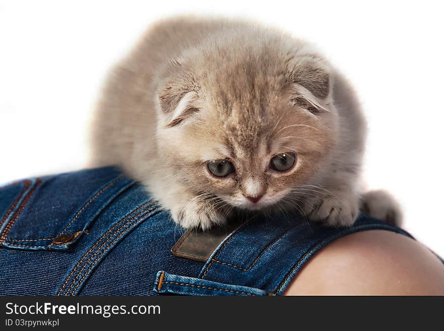 Kitten closeup