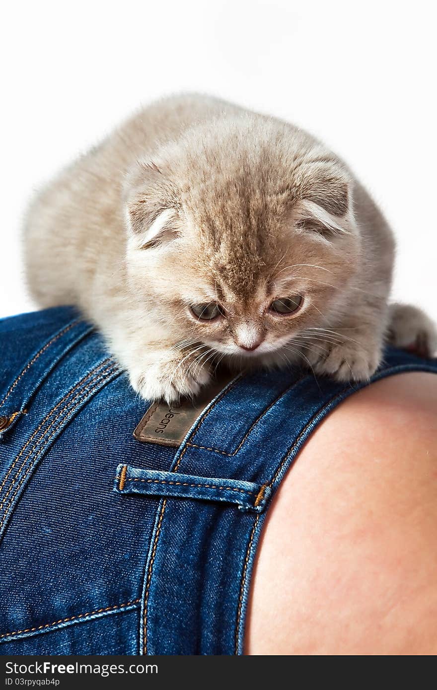 Kitten Closeup