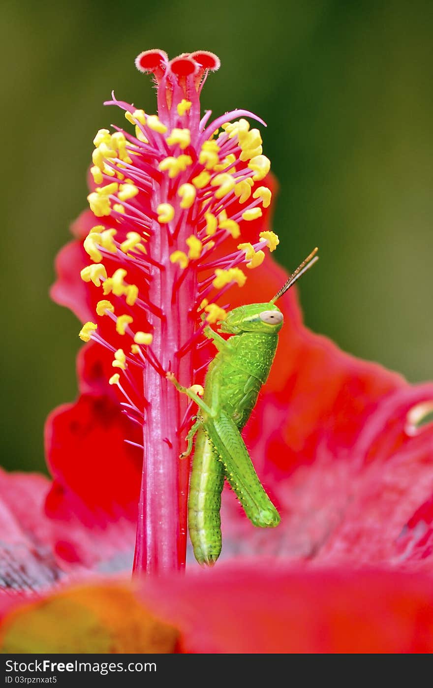 Chondracris Rosea Grasshopper