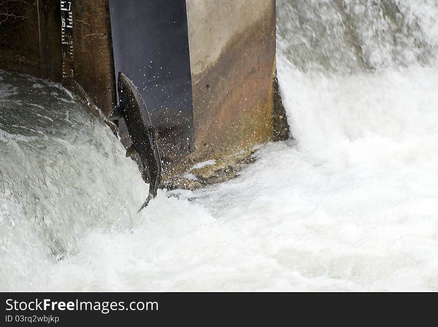 A salmon jumps into the first pool of a fish ladder at the Corbett's Dam along the Ganaraska River in Port Hope, Ontario. A salmon jumps into the first pool of a fish ladder at the Corbett's Dam along the Ganaraska River in Port Hope, Ontario.