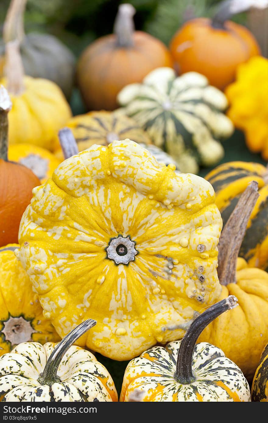 Assorted fresh pumpkins at the market. Assorted fresh pumpkins at the market.