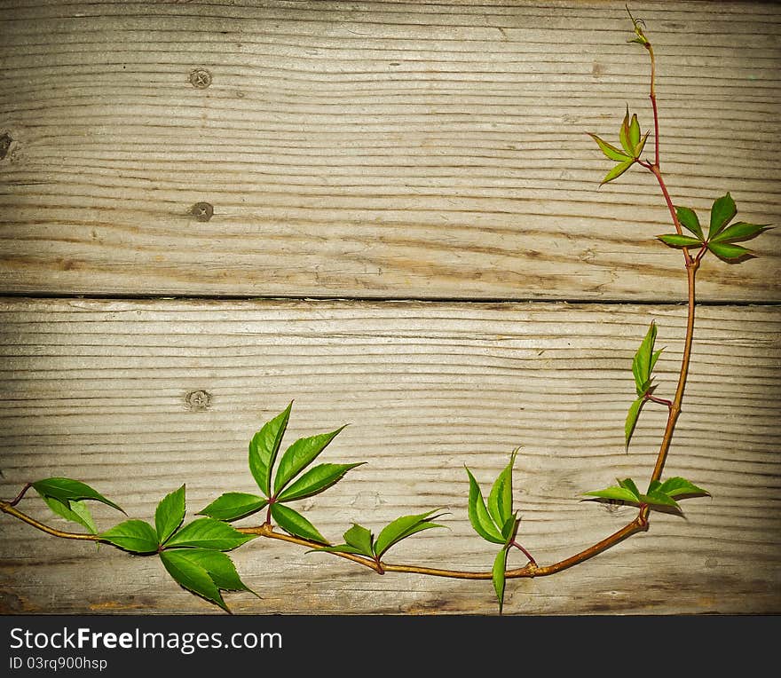 Vine branch on wooden background with empty apace. Vine branch on wooden background with empty apace