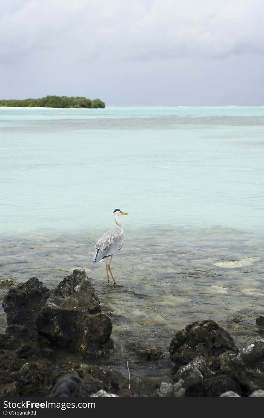 Portrait Maldivian Gray Heron