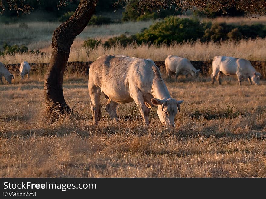 Cows Grazing