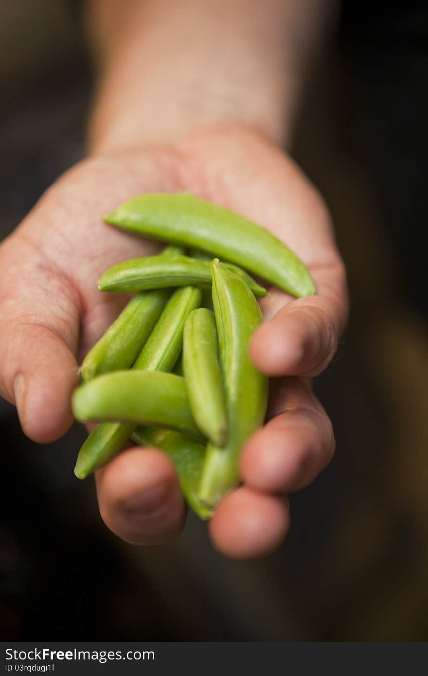 Hand holding Green Pea Pods. Hand holding Green Pea Pods