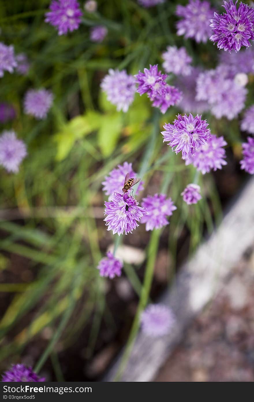 Close up of purple Leek with short focal depth