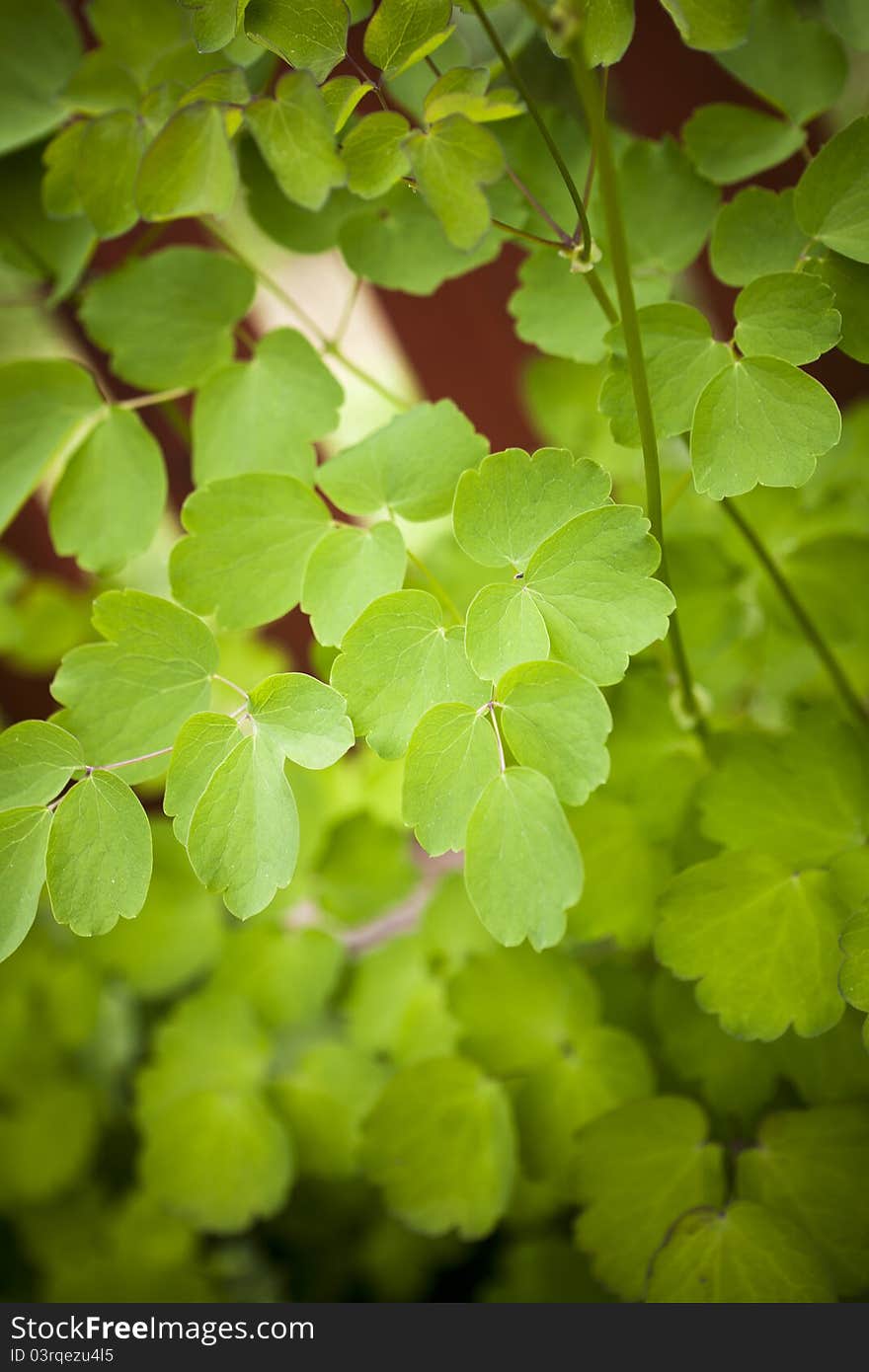 Peppermint plant