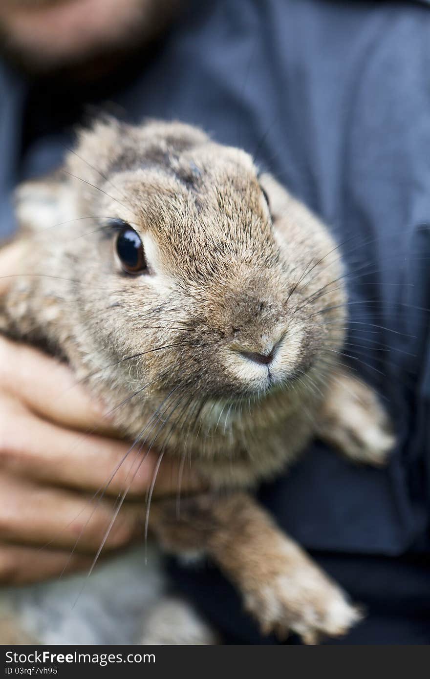 Front view of a grey brown rabbit. Front view of a grey brown rabbit