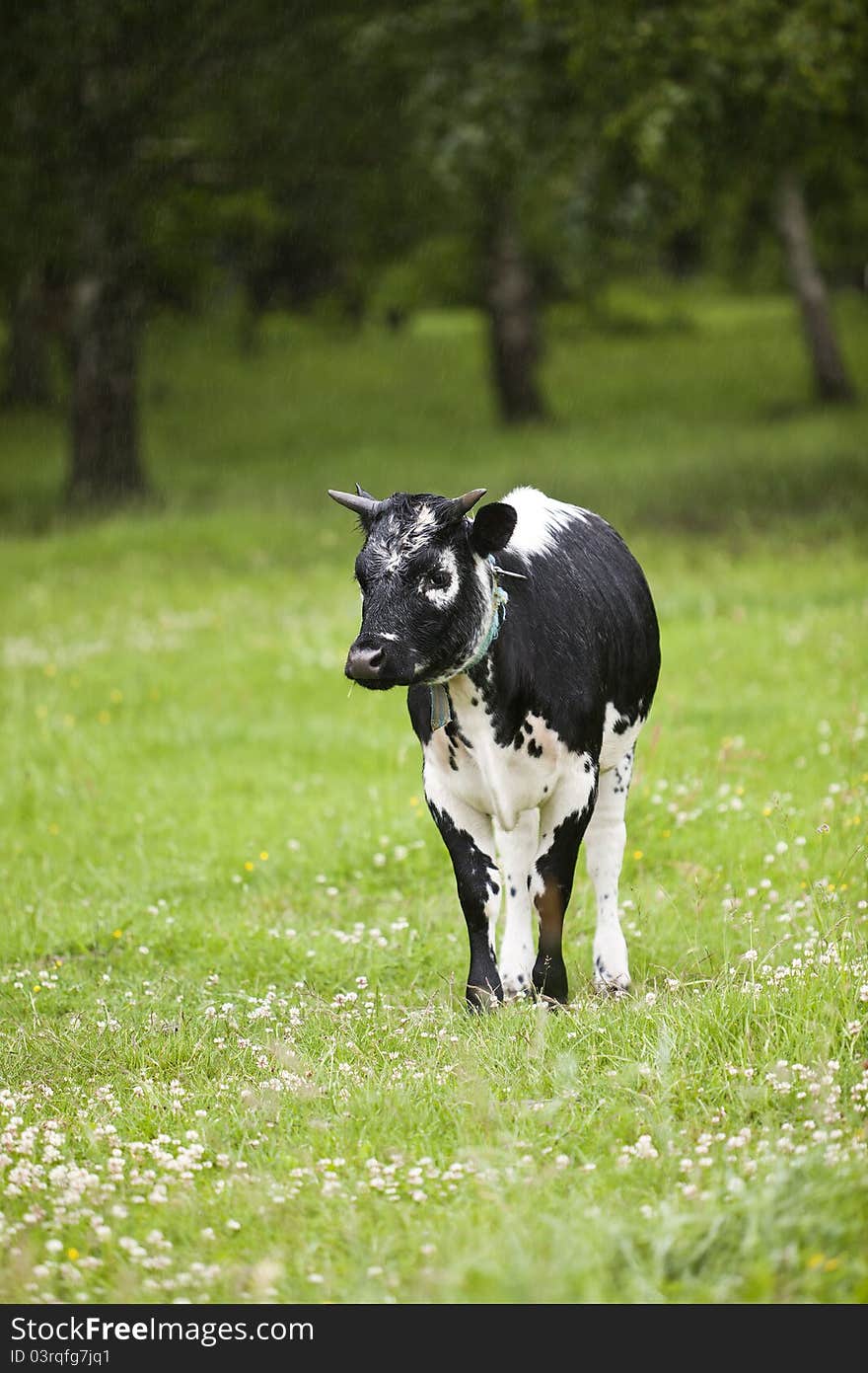 Black cow on a green field