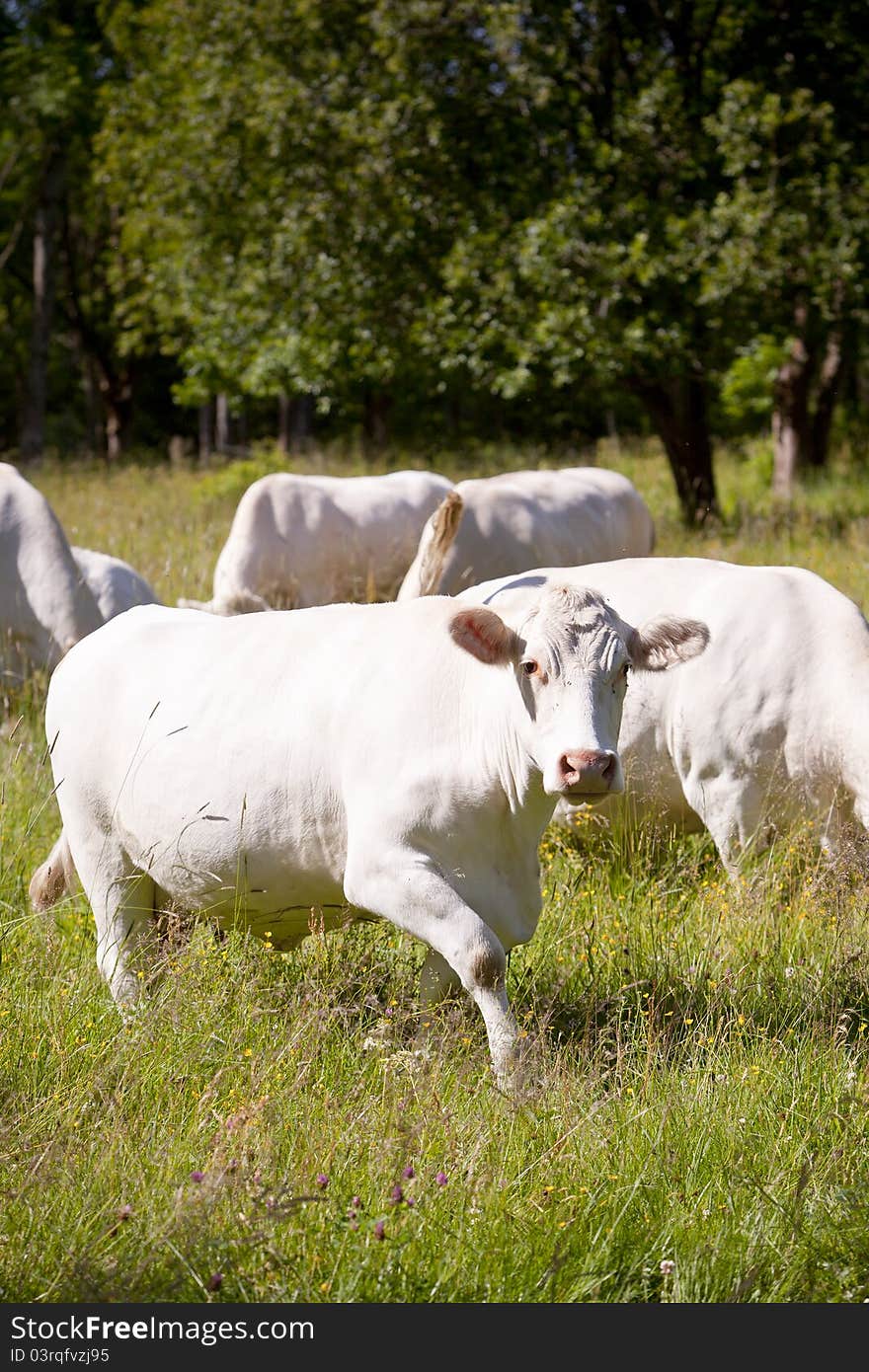Scandinavian white cow on a field