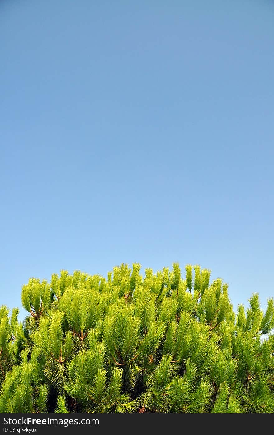 Beautiful needle leaf pine tree