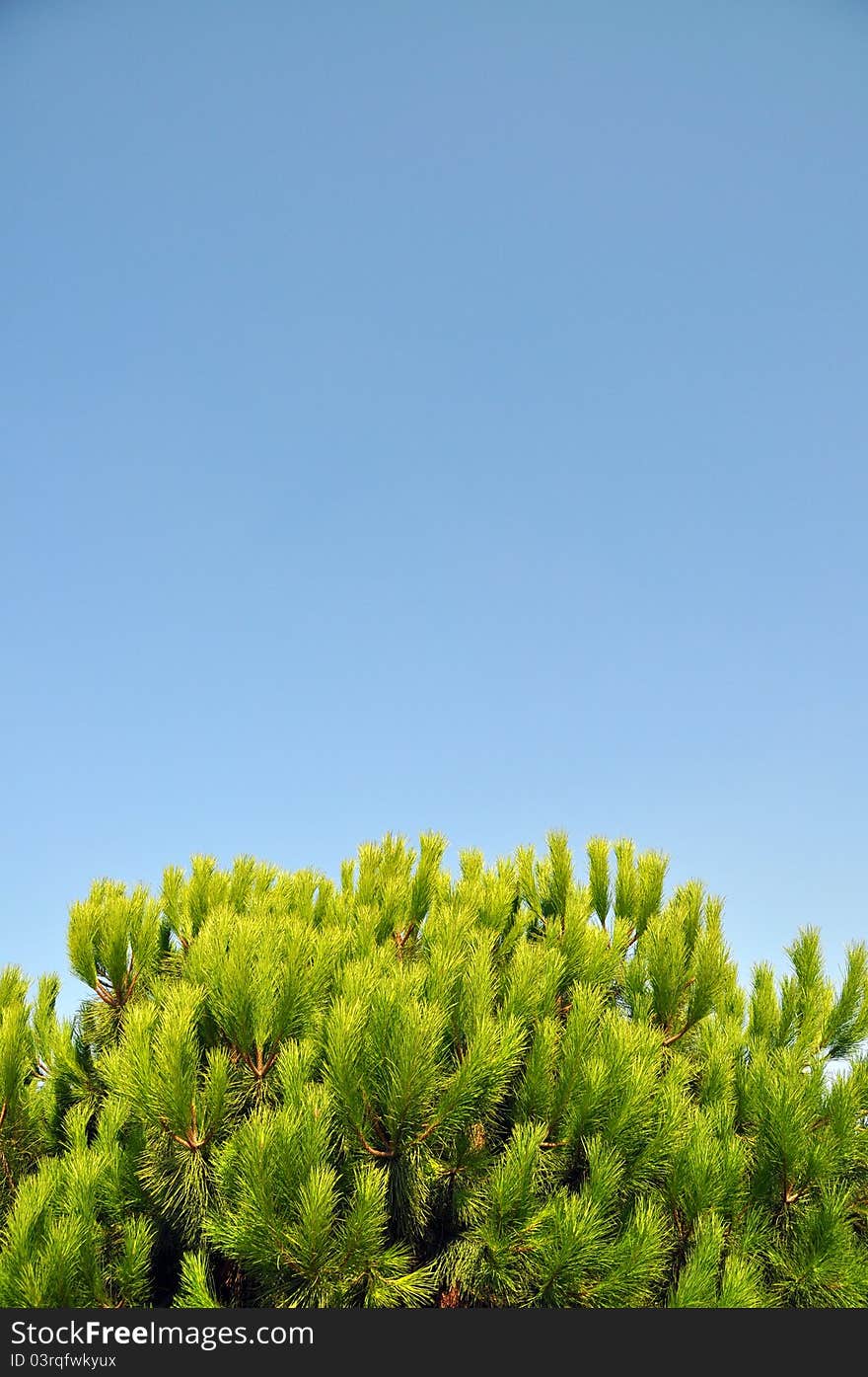 Pine tree