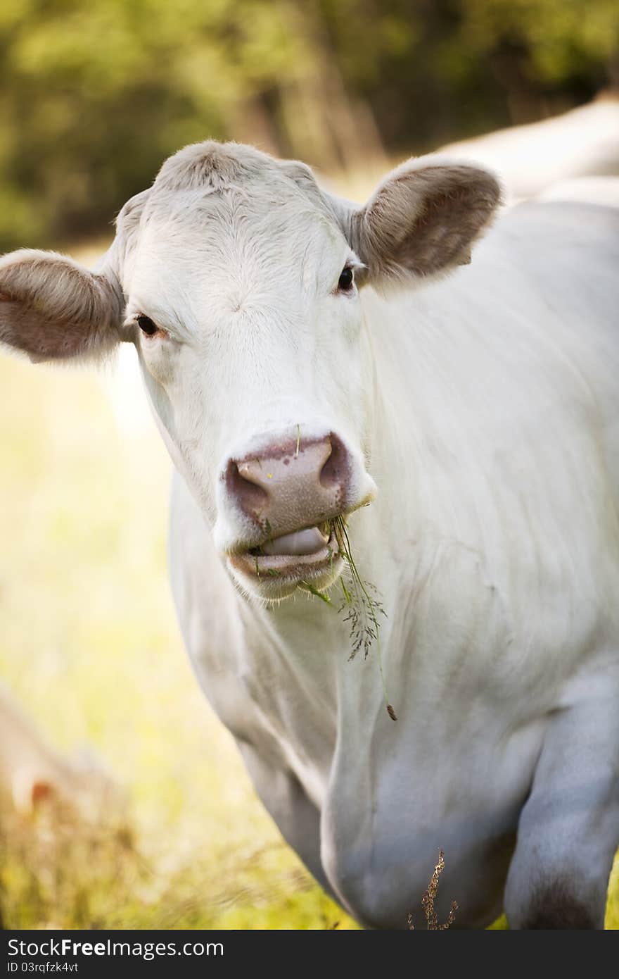 Close up of a White Scandinavian cow. Close up of a White Scandinavian cow