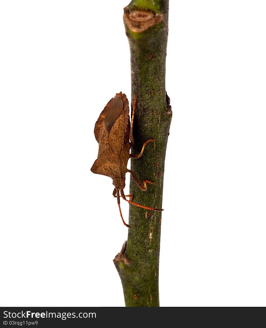 Brown bug on a twig against a white background