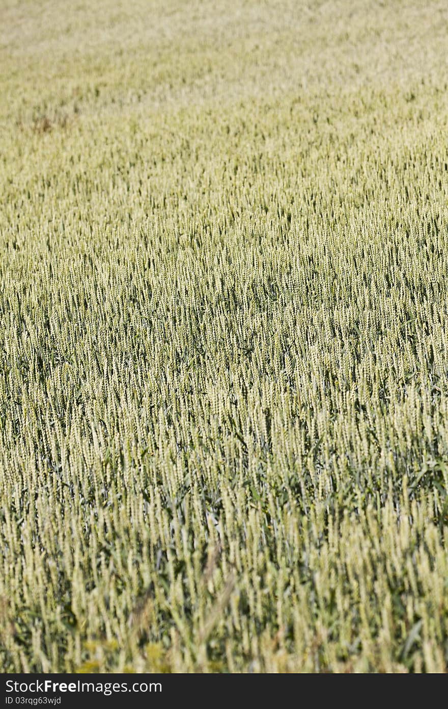 Field of Seed Full Frame. Field of Seed Full Frame