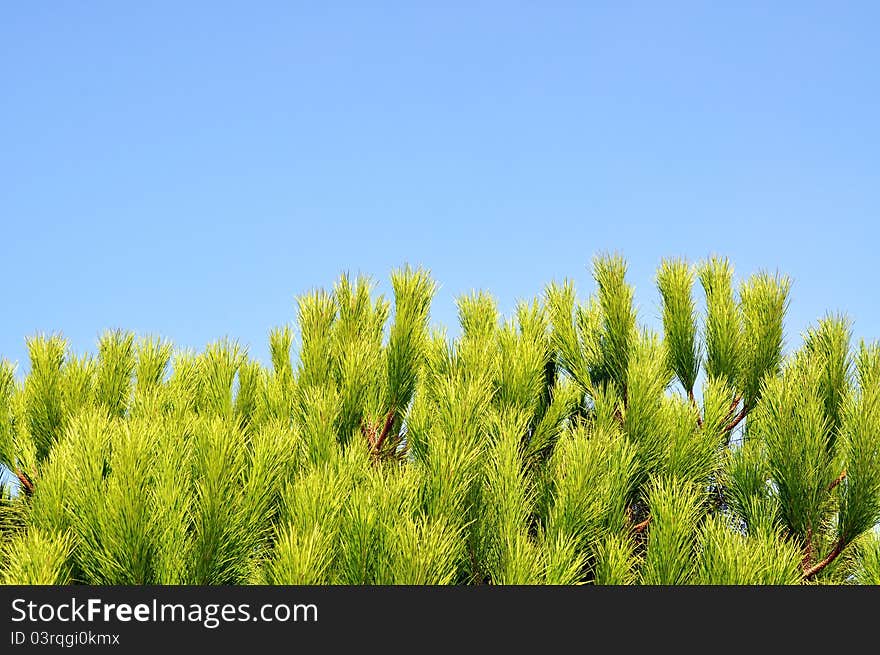 Beautiful needle leaf pine tree