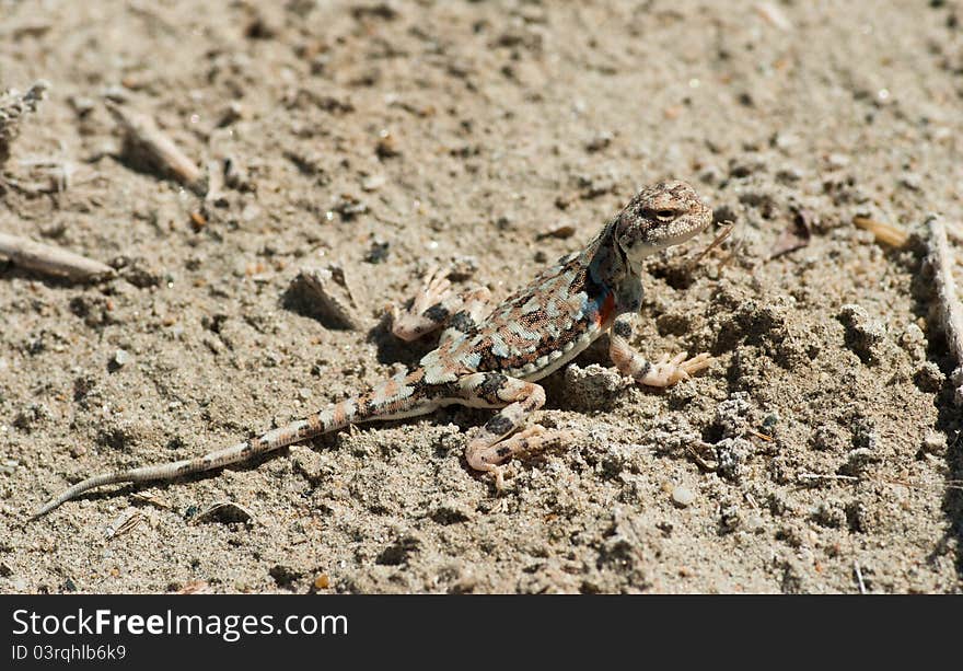 Variegated toadhead agama (Phrynocephalus versicolor) against a natural background