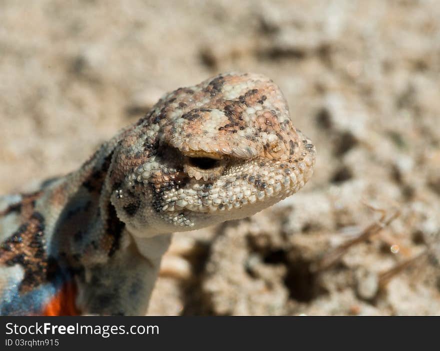 Portrait of variegated toadhead agama (Phrynocephalus versicolor) against a natural background. Portrait of variegated toadhead agama (Phrynocephalus versicolor) against a natural background