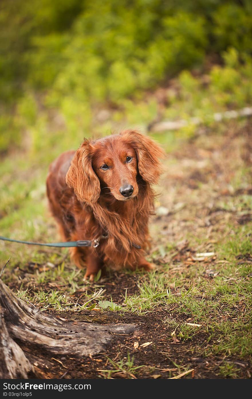 Lonley dog in nature with short focal depth