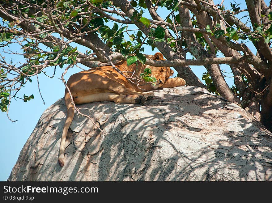 Close-up Of An African Lion