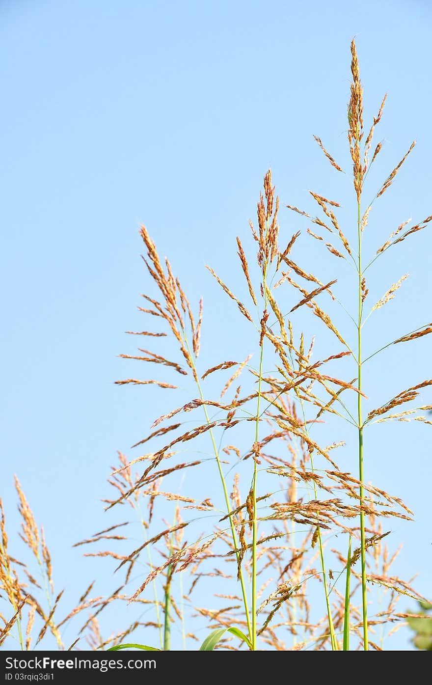 Reeds against a blue sky. Reeds against a blue sky