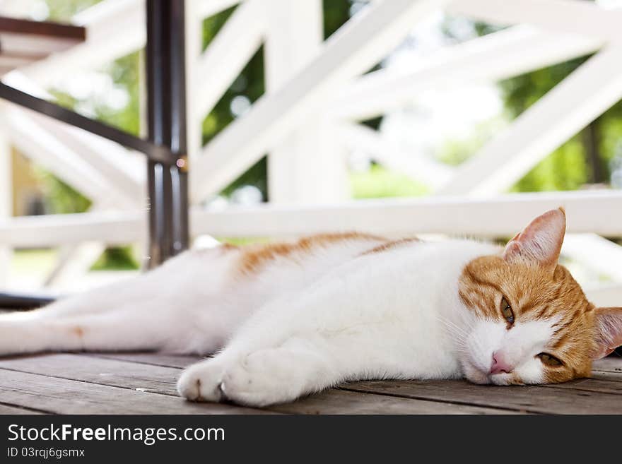 Domestic cat facing the camera