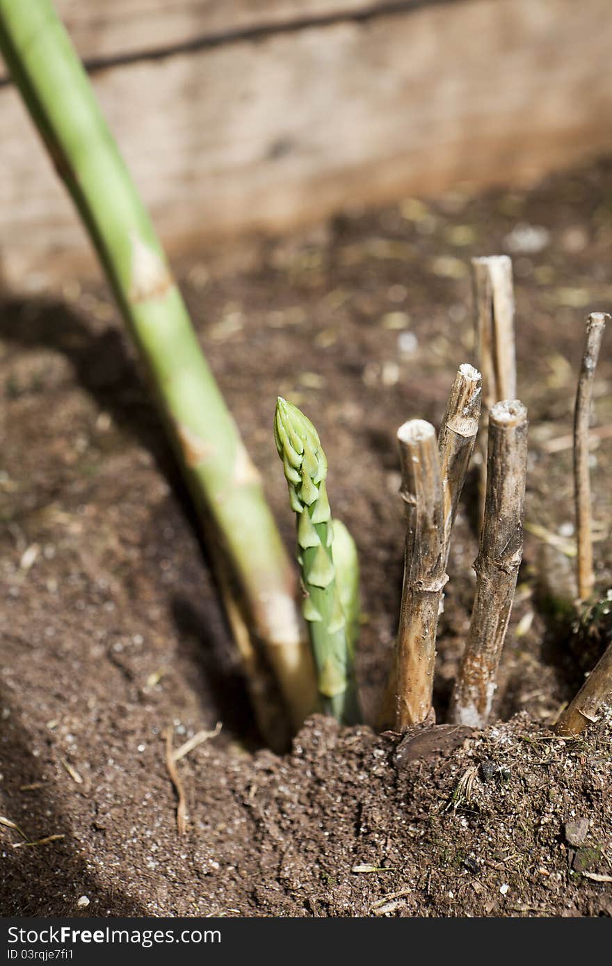 Close up of an Aspargus plant