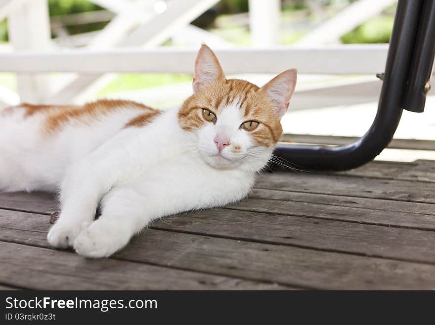 Domestic cat facing the camera