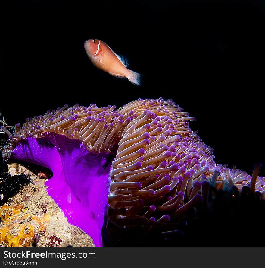 A pink anemone fish swims around his home. A pink anemone fish swims around his home.