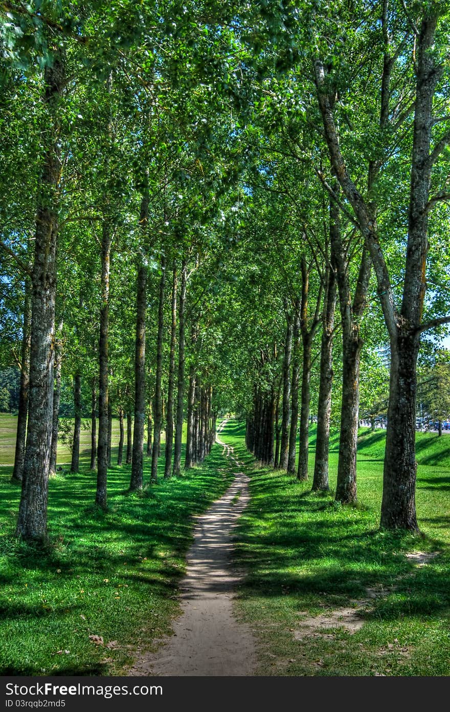 Forest Walking Path, HDR