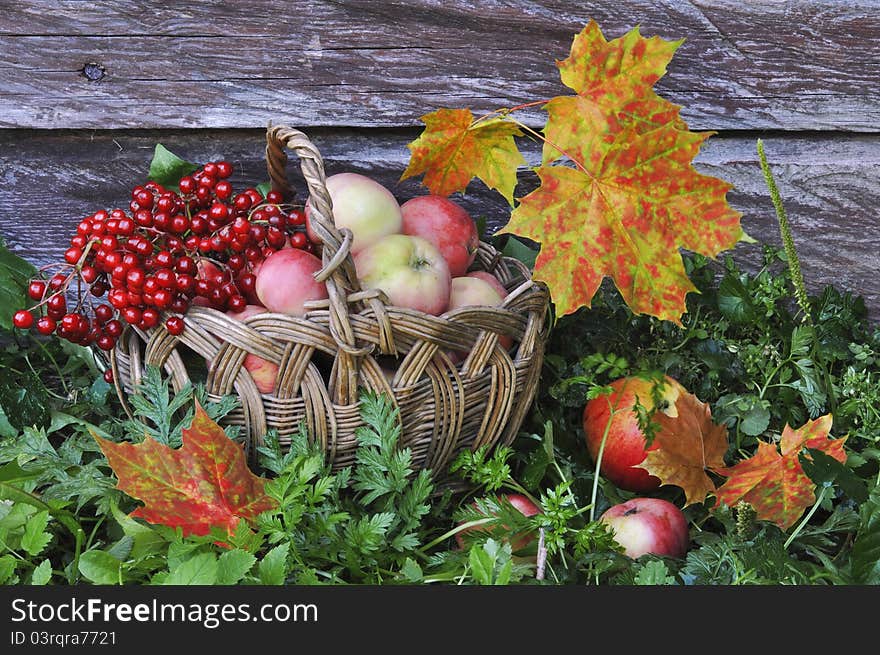 Apples And  Yellow Leaves