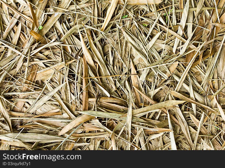 Dried Bamboo Leaves