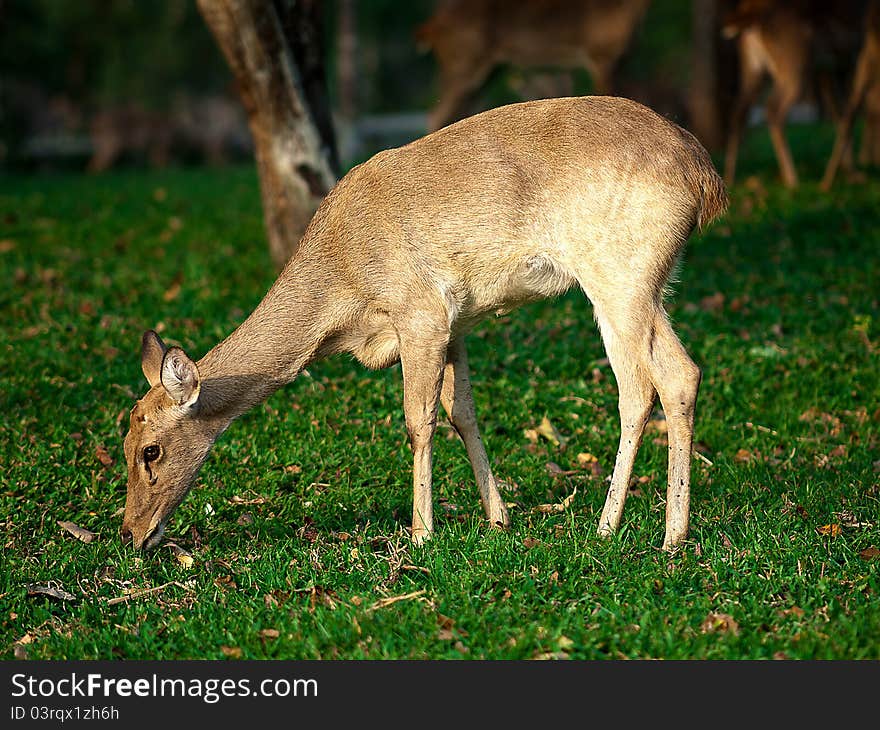 A deer grazes the green grass of thailand at a zoo. A deer grazes the green grass of thailand at a zoo