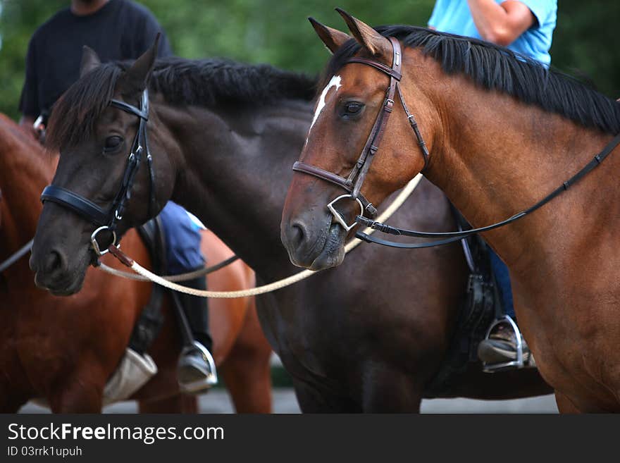 Beautiful portraits of two horses tacked up for a lesson in the summertime in Canada. Beautiful portraits of two horses tacked up for a lesson in the summertime in Canada.