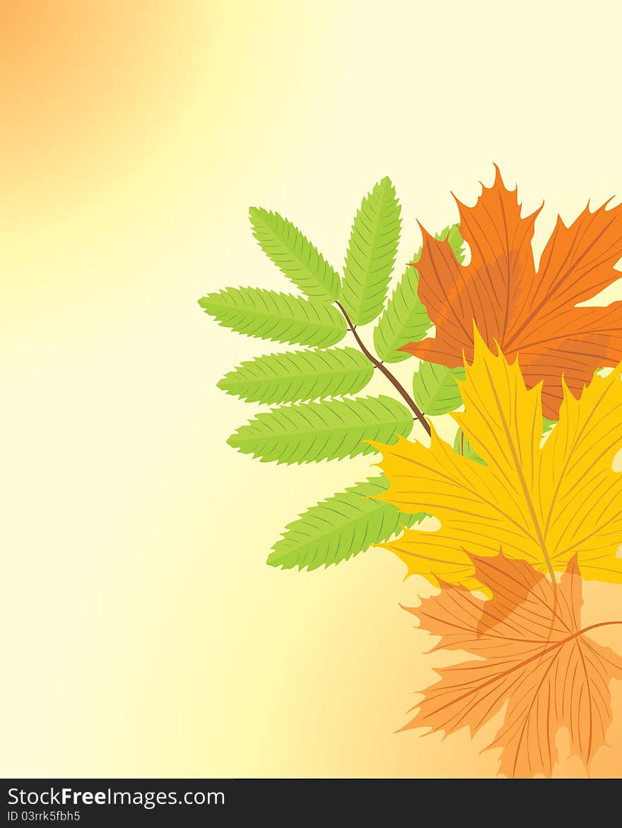 Autumn maple and ash leaves. Illustration