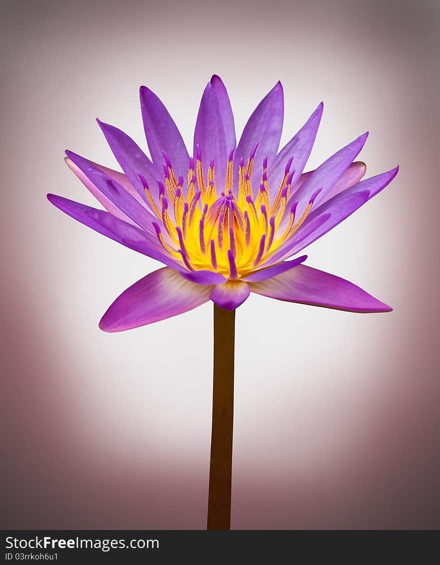 Beautiful purple lotus on gradient background