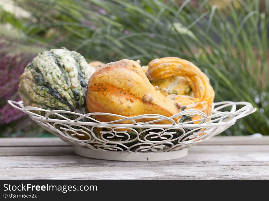 Autumn still life with pumpkins