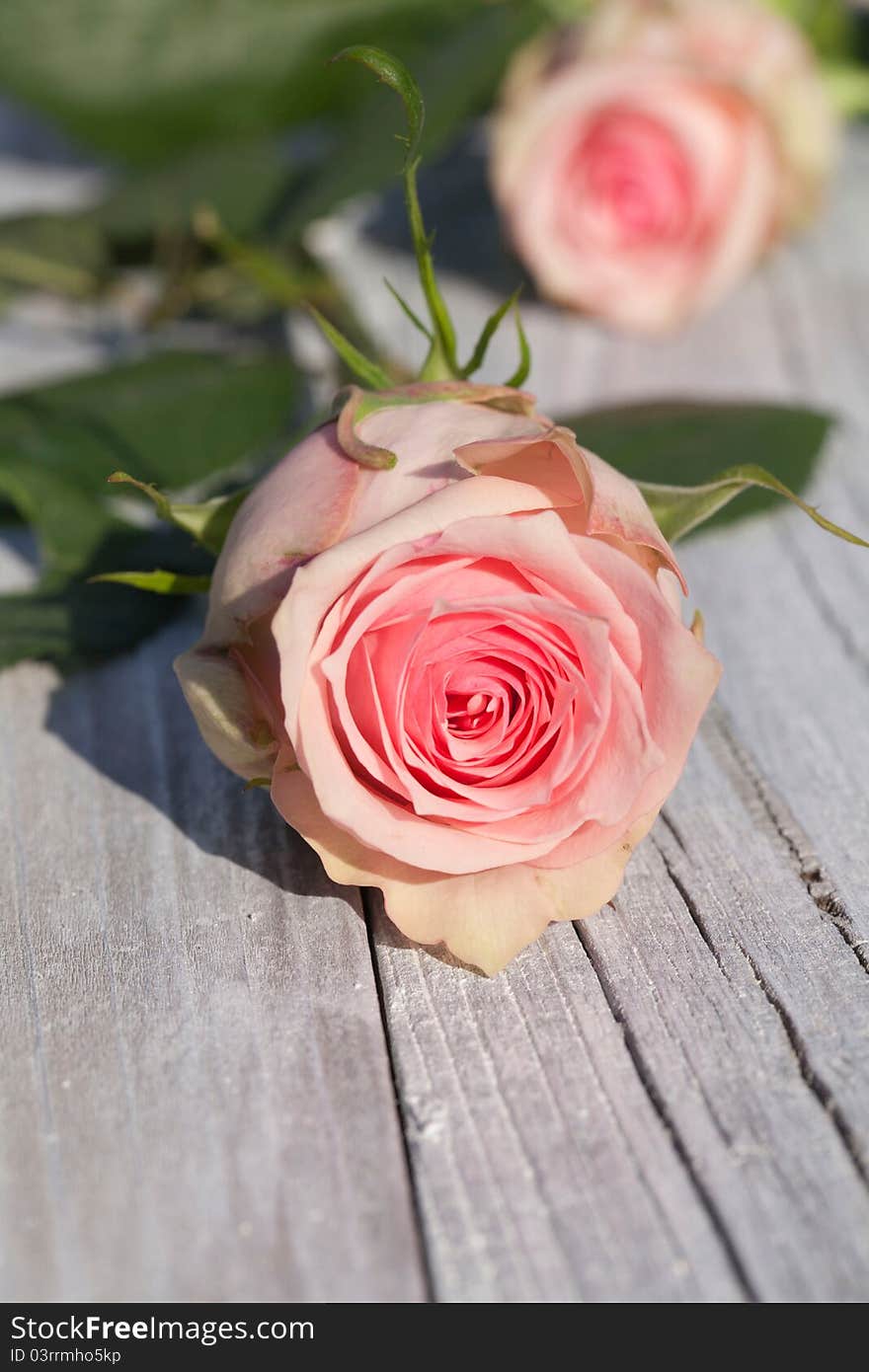 Rose rose on rustic wood