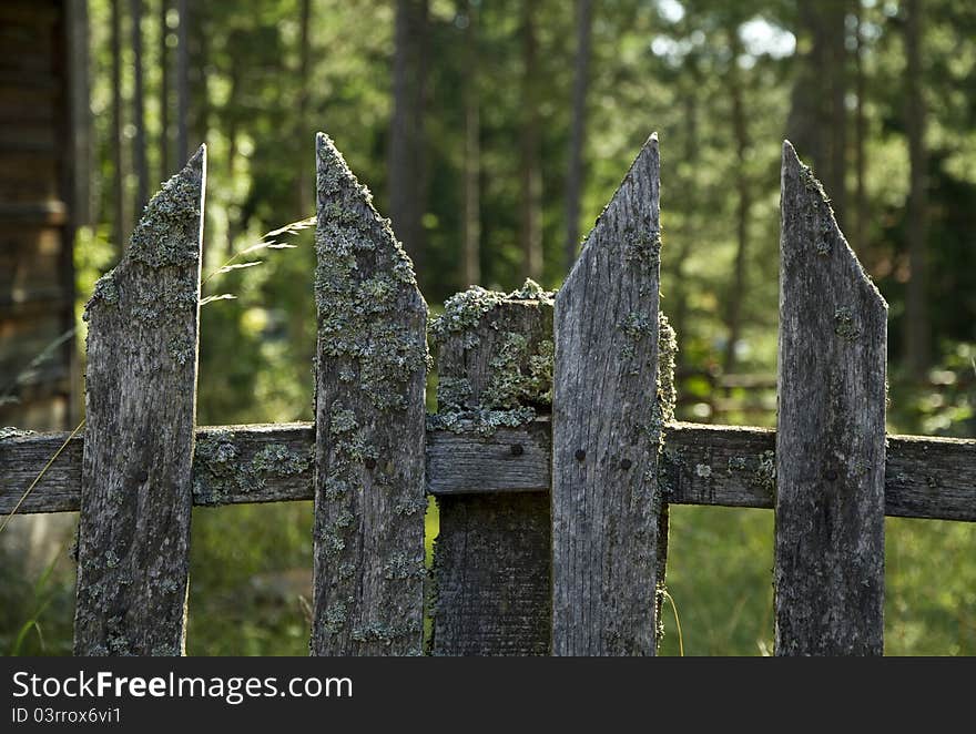 Old wooden fence with forest background