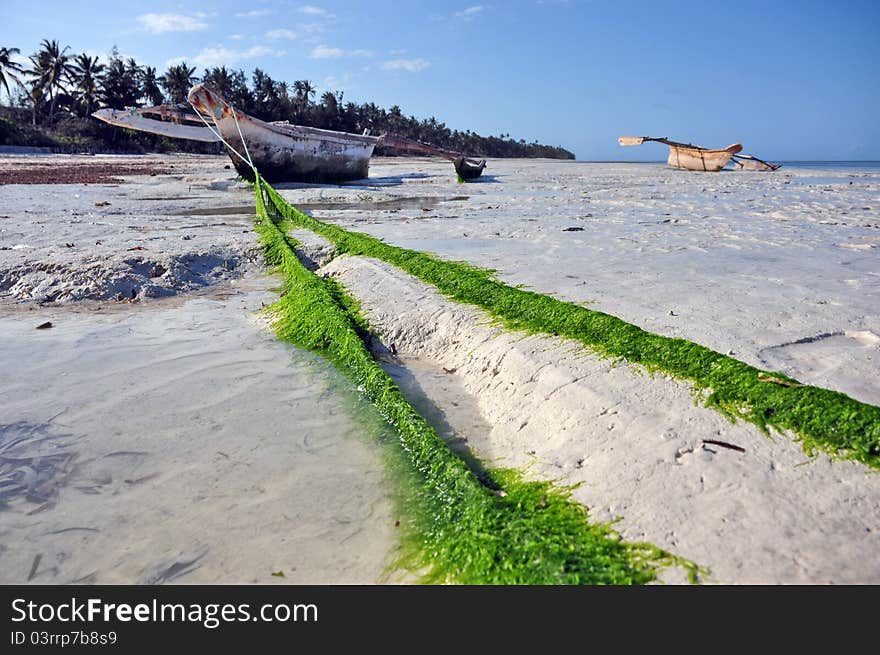 On the beach of zanzibar