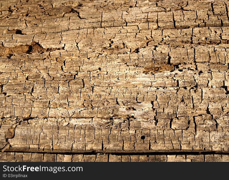 Old wood texture. Close up