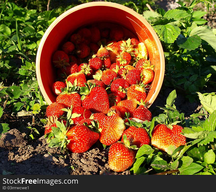 Fresh strawberry