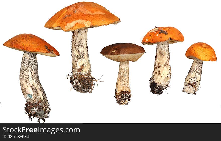 Mushrooms