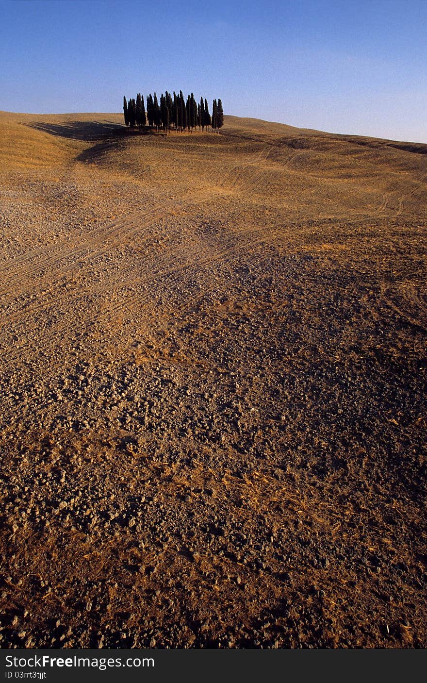 Copse of trees in a burnt Tuscan landscape. Copse of trees in a burnt Tuscan landscape