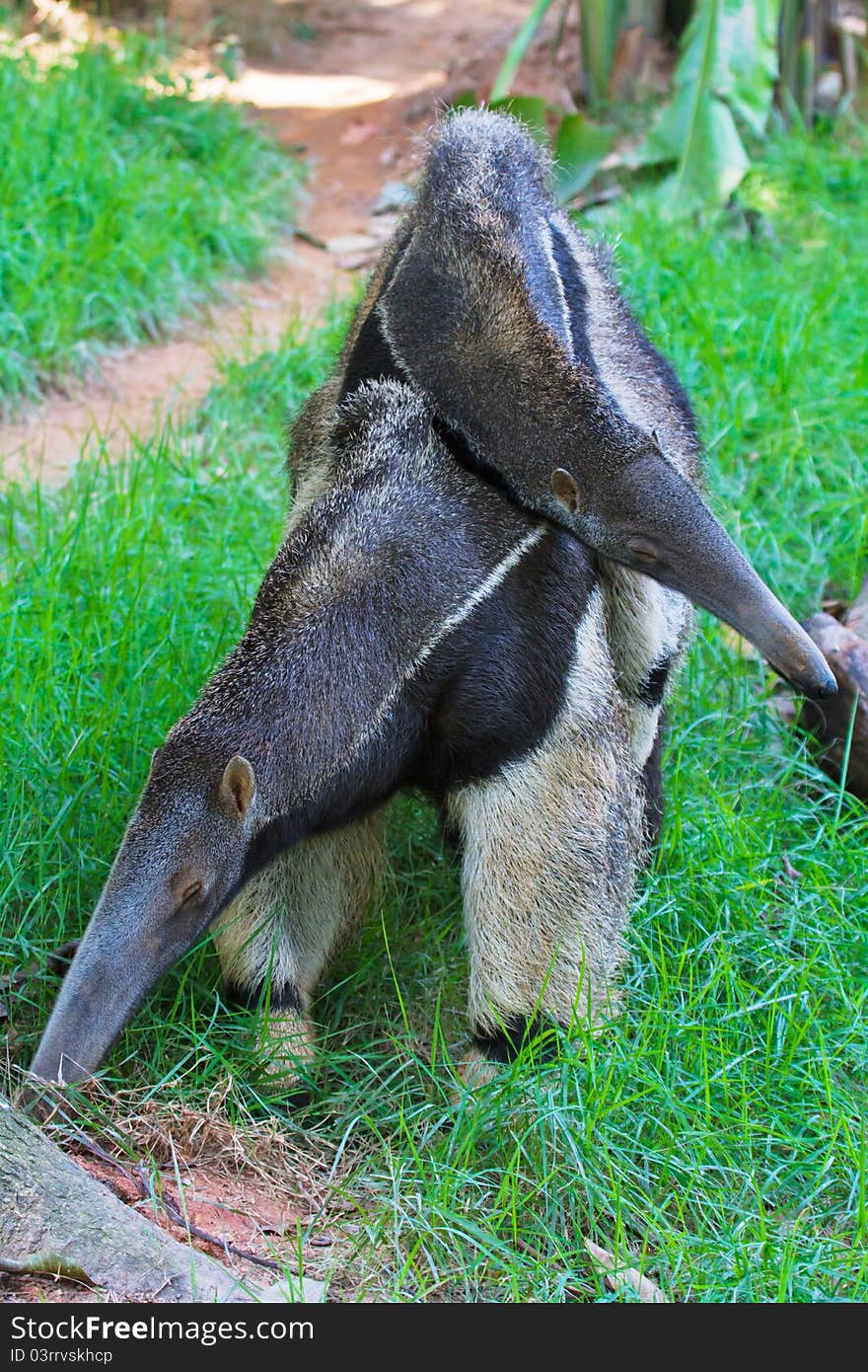 The ant bear family is finding food(ants), the baby ant bear is on its mother's back. The ant bear family is finding food(ants), the baby ant bear is on its mother's back.